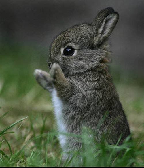 Rabbit ....