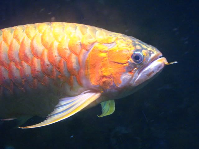 spoonhead arowana