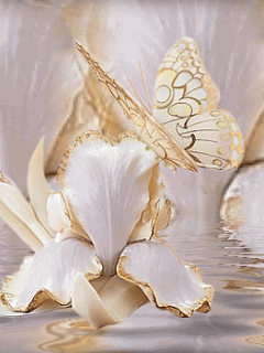 animated butterflies photo: Butterfly Butterfly812.gif
