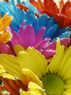 Colourful Flowers Pictures, Images and Photos