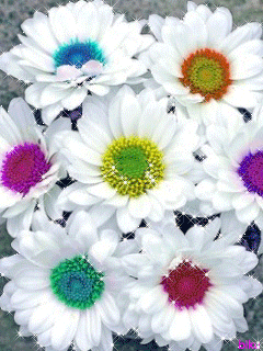 Flowers Pictures, Images and Photos