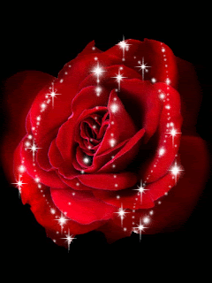 Red Shimmering Rose Pictures, Images and Photos