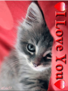 I Love You Kitten Pictures, Images and Photos