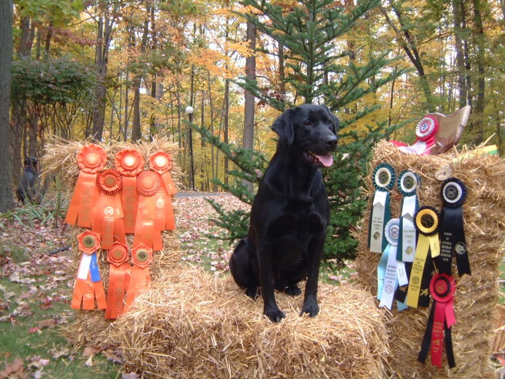 What should a labrador look like? the RTF