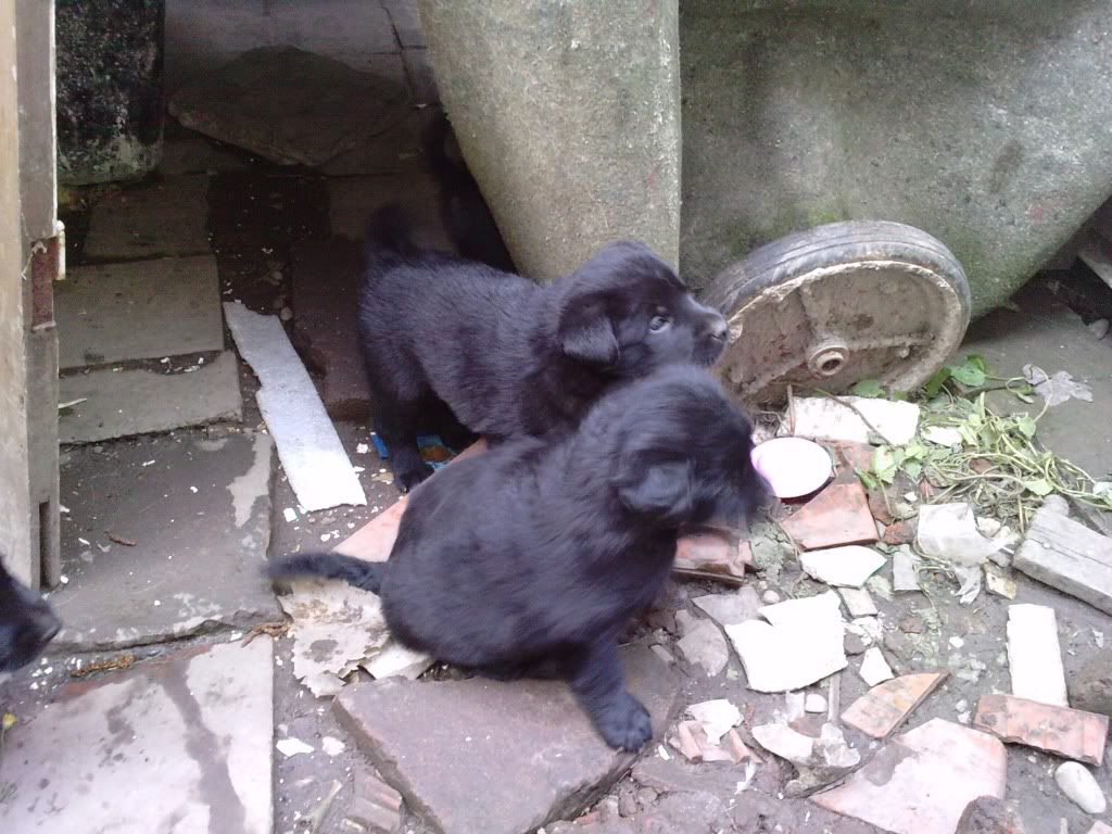 Slika
