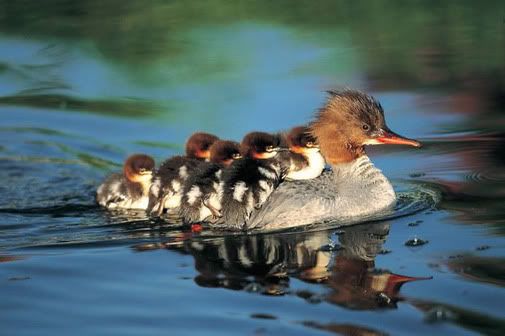 ducklings photo: ducklings on the boat cute_ducklings.jpg