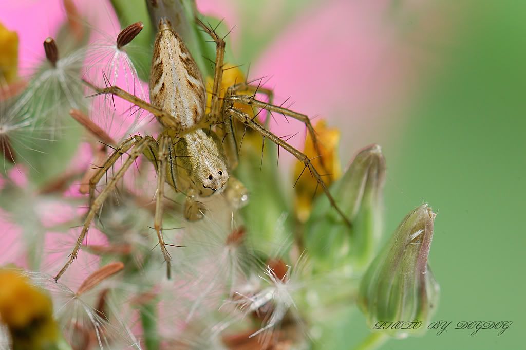 http://i780.photobucket.com/albums/yy83/jujushang/DSC_4837_1PS1024.jpg