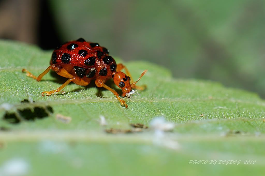 http://i780.photobucket.com/albums/yy83/jujushang/DSC_6081_1PS1024.jpg