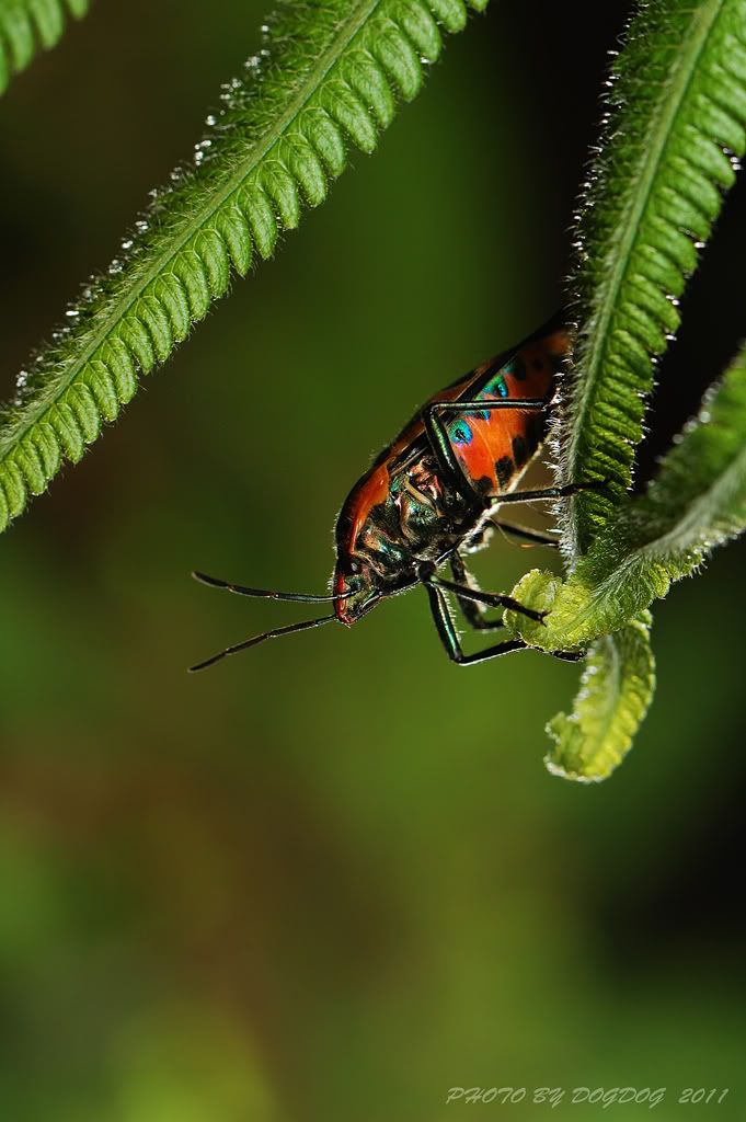 http://i780.photobucket.com/albums/yy83/jujushang/DSC_6494_PS1024-1.jpg