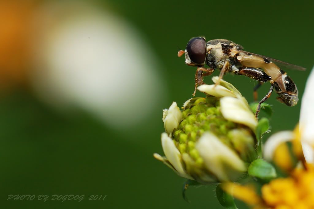 http://i780.photobucket.com/albums/yy83/jujushang/DSC_6819_1024.jpg