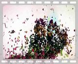 Bogh_MoGraph_Logo_Final_mpeg2video.mp4 video by jgb777