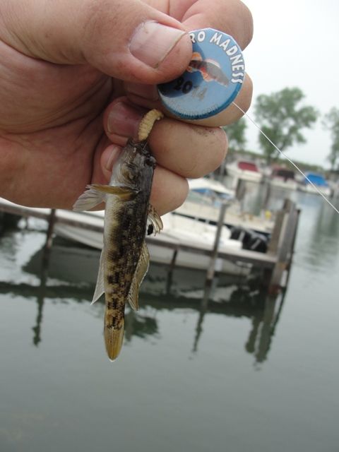 i780.photobucket.com/albums/yy88/Mike-Berg/RoundGoby.jpg