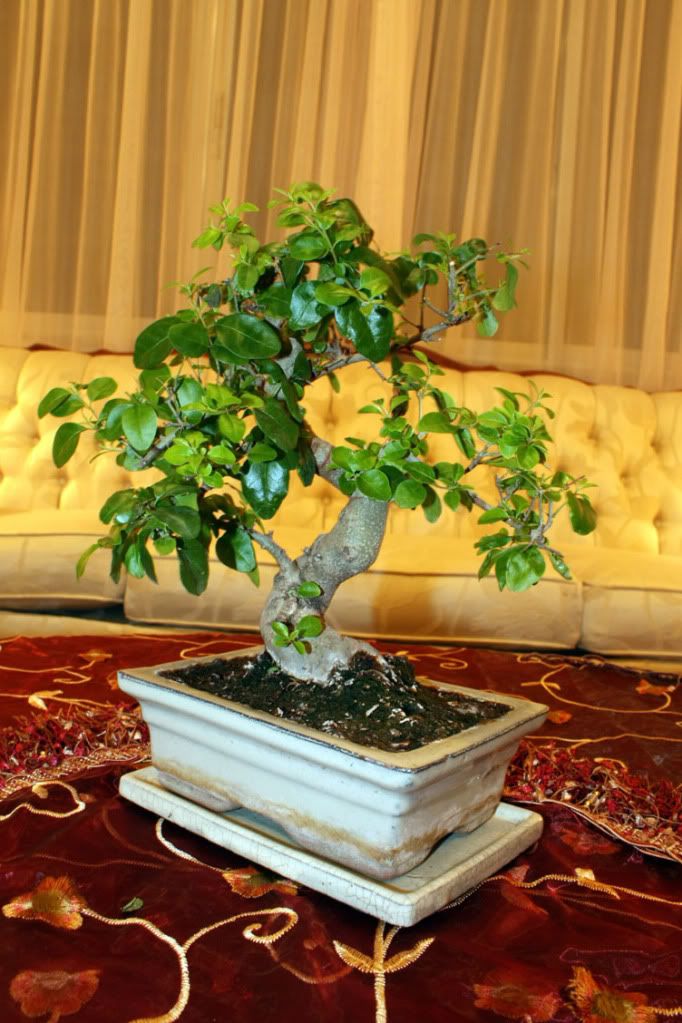 What Kind Of Bonsai Tree Do I Have? Photo by d3s1gn3r Photobucket