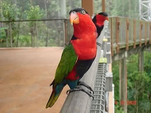 611596408462_jurong-bird-park.jpg