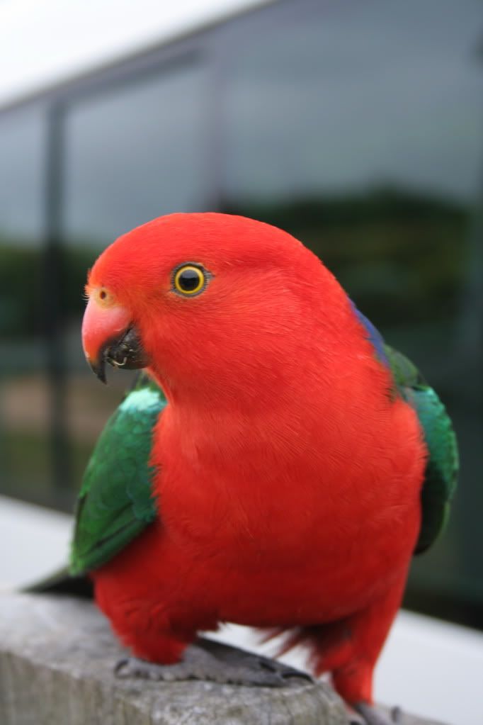Australian_King-Parrot-Copy.jpg