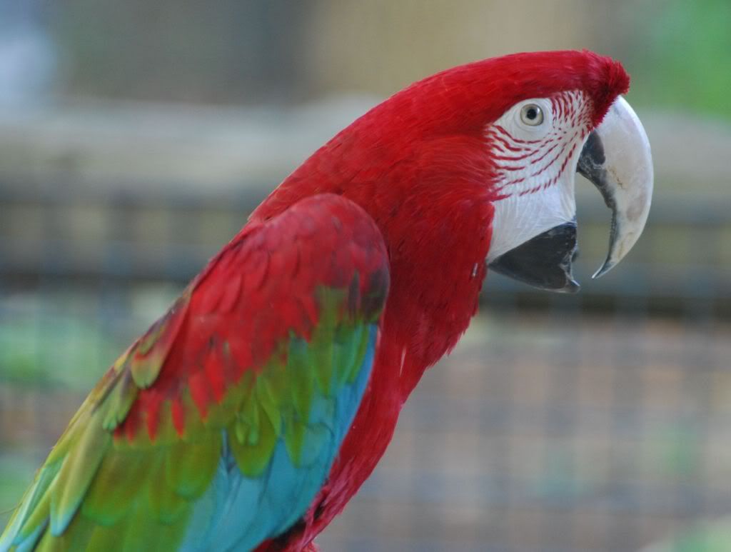 Green-winged_Macaw_Ara_chloroptera_side.jpg