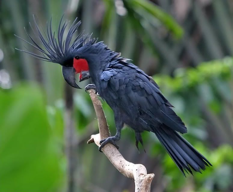 Palm_Cockatoo_14.jpg