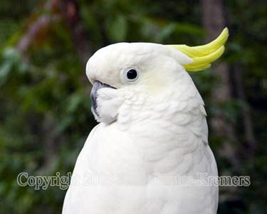 birdsulphursulfurcrestedcockatoophoto6561.jpg