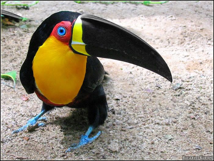 channel-billed_toucan-Copy.jpg