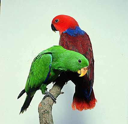 eclectus.jpg