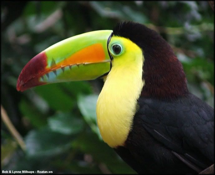 keel-billed-toucan-Copy.jpg
