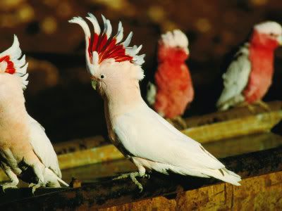 reardon-mitch-major-mitchell-cockatoos-cacatua-leadbeaters-currawinya-national-park-queensland-australia.jpg
