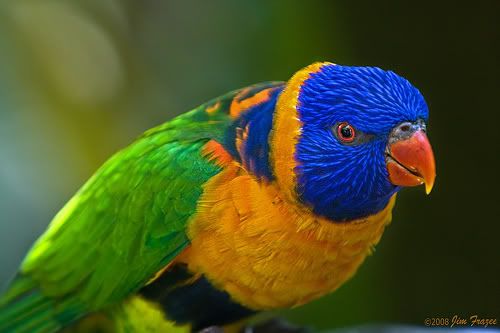 redcollared-lory_1.jpg