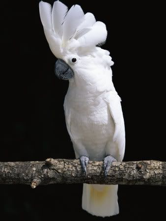 stone-lynn-m-white-or-umbrella-cockatoo.jpg