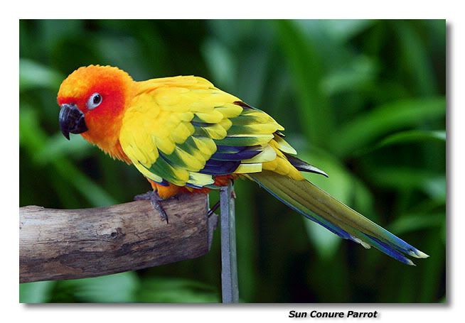 sunconure.jpg