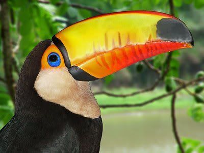 toucan-birds-with-large-colourful-bills.jpg