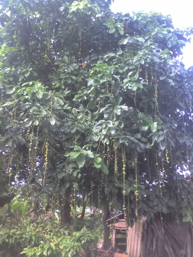 cây lộc vừng. mời các bác chiêm ngưỡng.