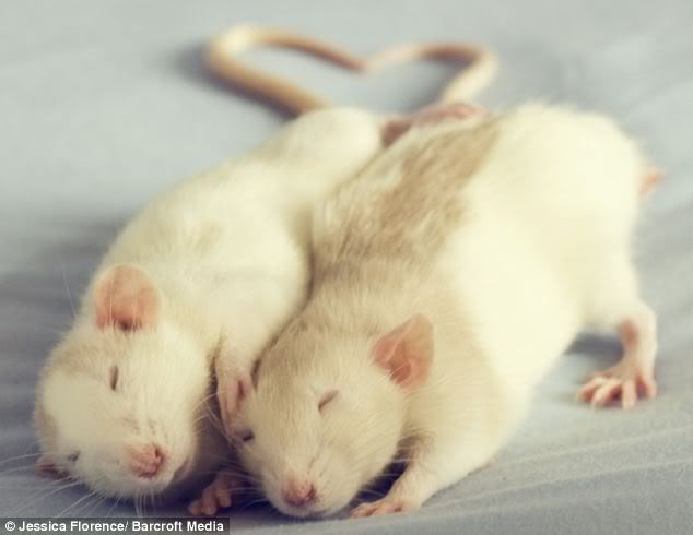 Крысы - милые и крайне симпатичные животные.