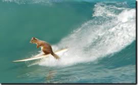 [Image: surfingsquirrelop.jpg]