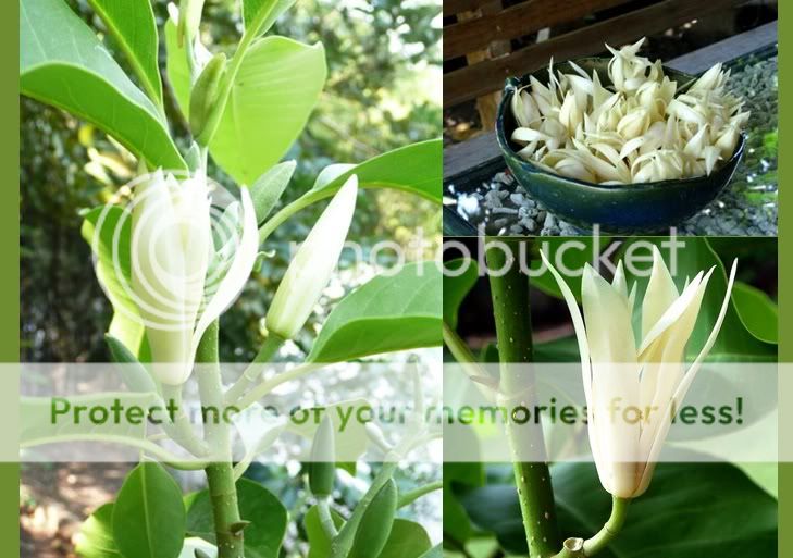 Magnolia alba DC White Champak Fragrant Magnolia 1 Plant  